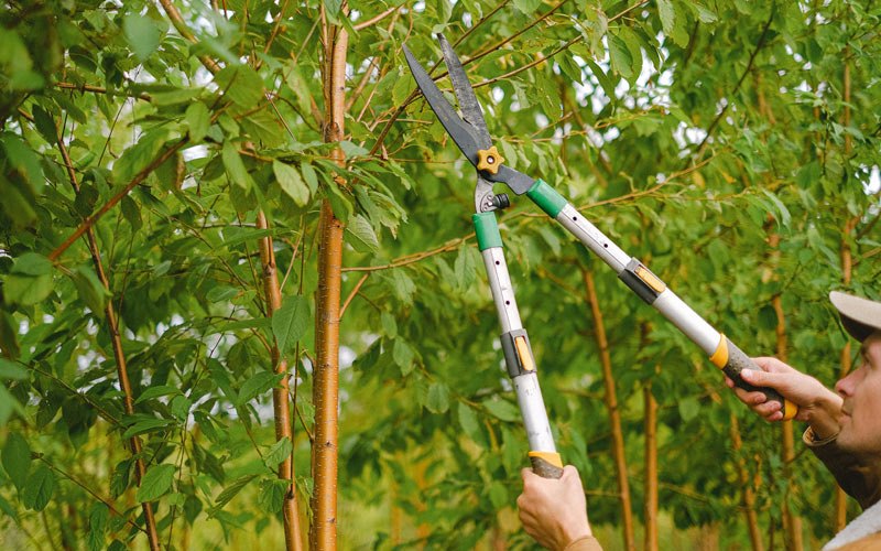 Tree trimming in Canaan, NY
